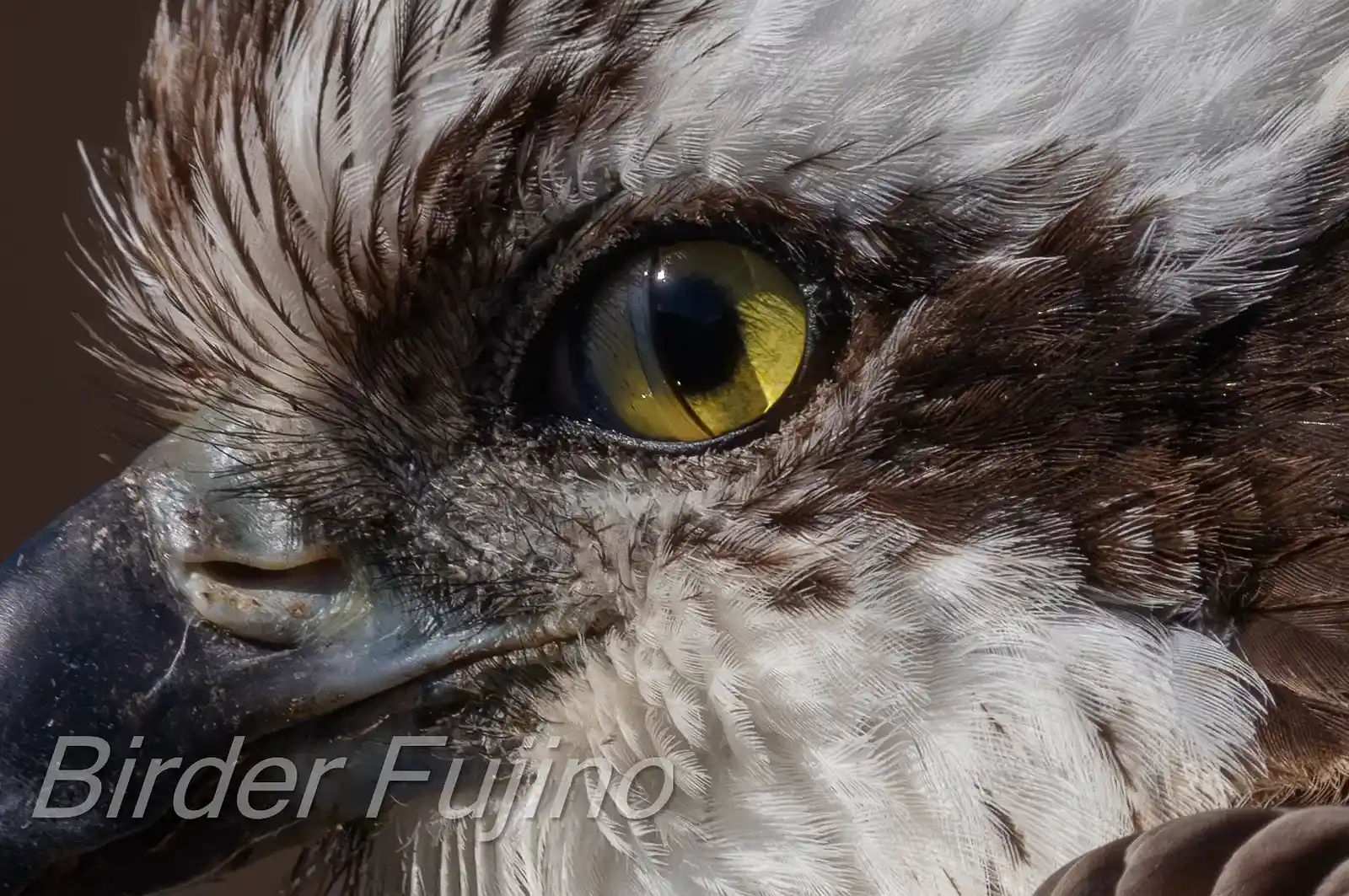 野鳥写真・ミサゴの写真