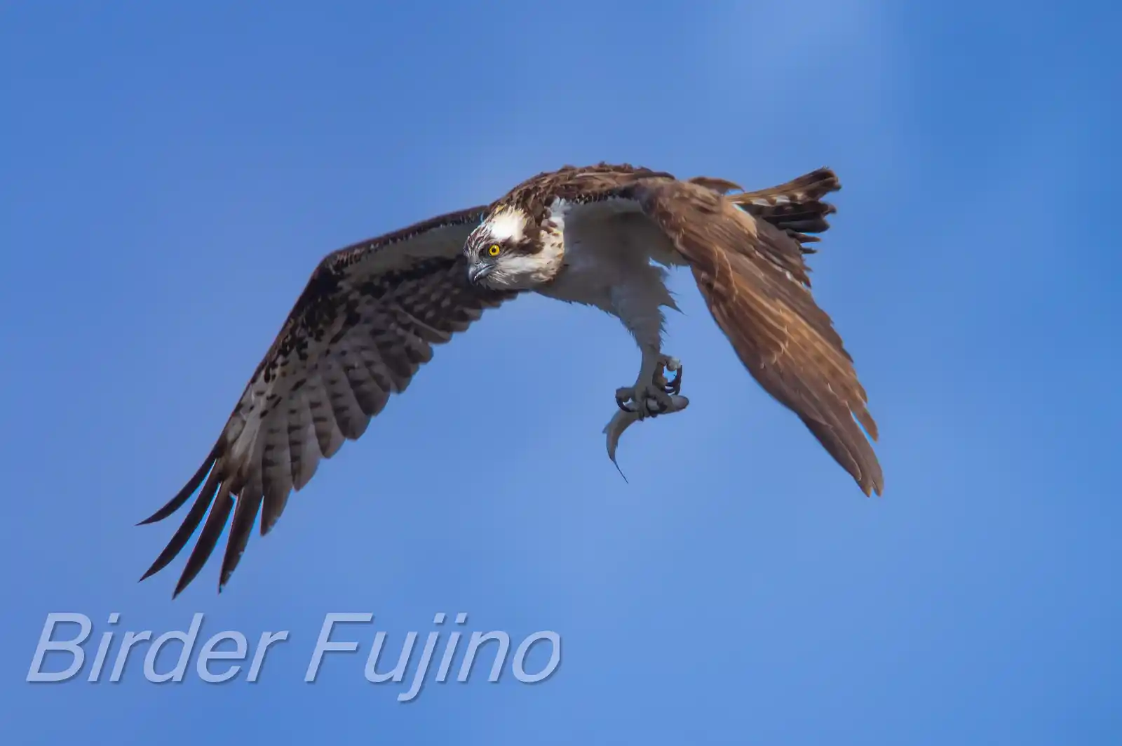 野鳥写真・ミサゴの写真