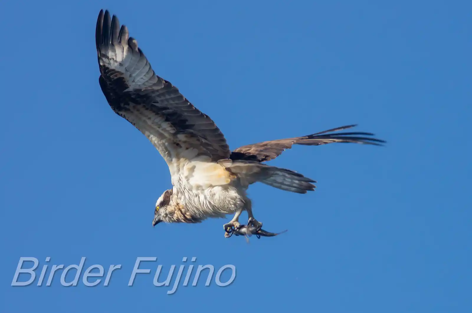 野鳥写真・ミサゴの写真