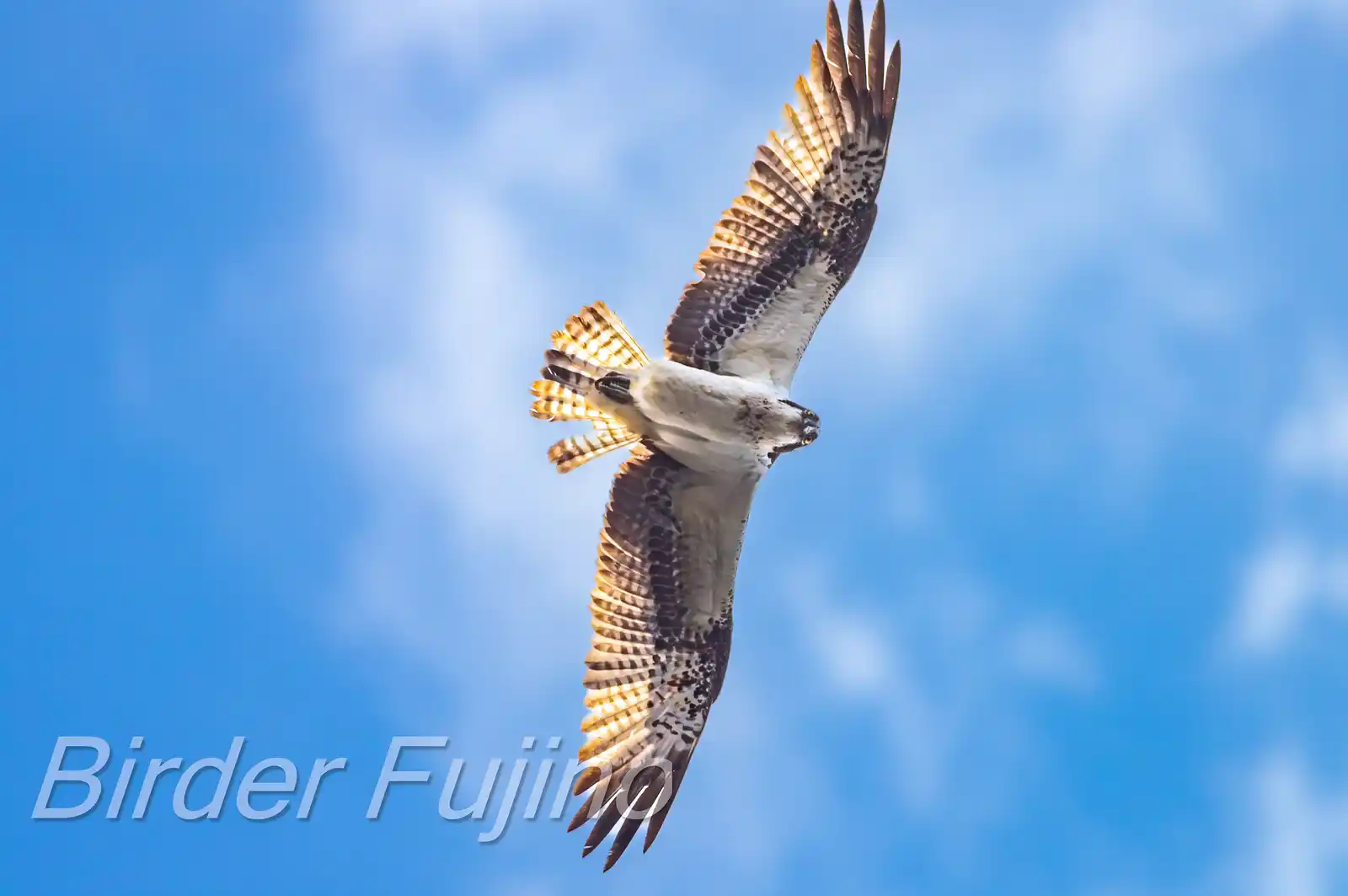 野鳥写真・ミサゴの写真