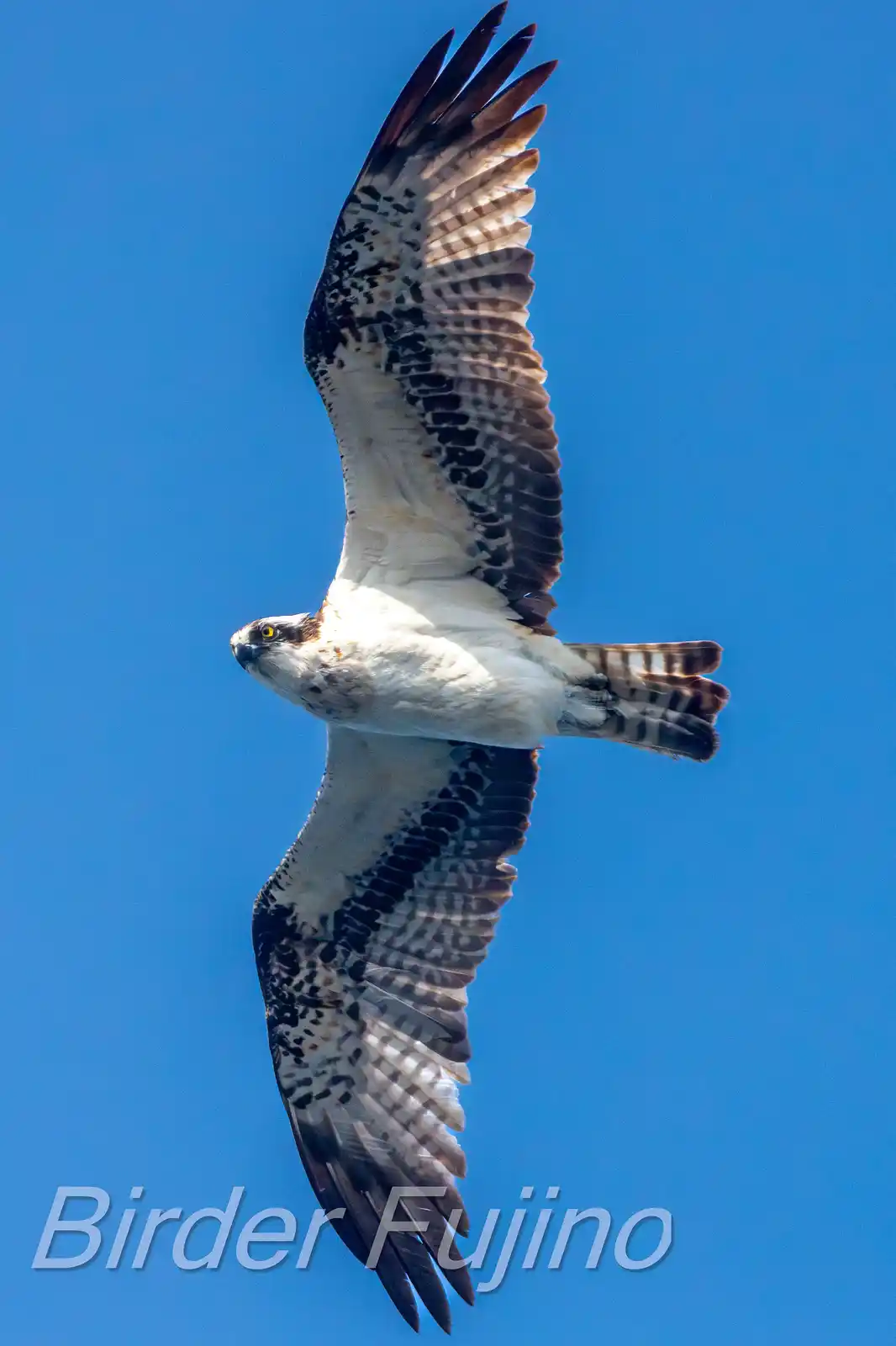 野鳥写真・<style type=