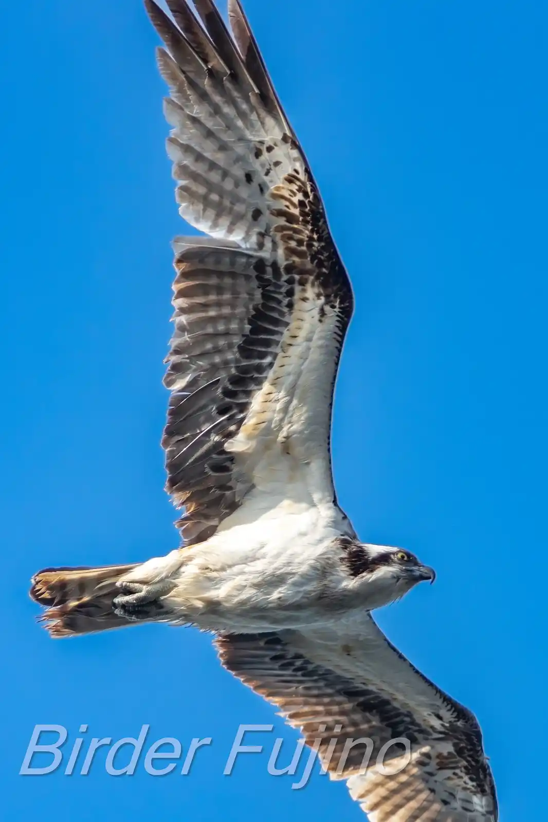 野鳥写真・ミサゴの写真