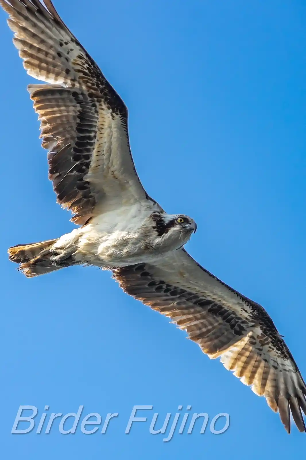 野鳥写真・ミサゴの写真