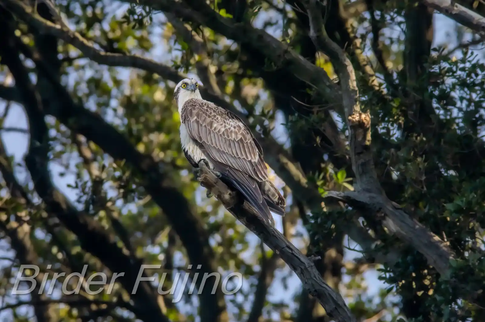 野鳥写真・ミサゴの写真