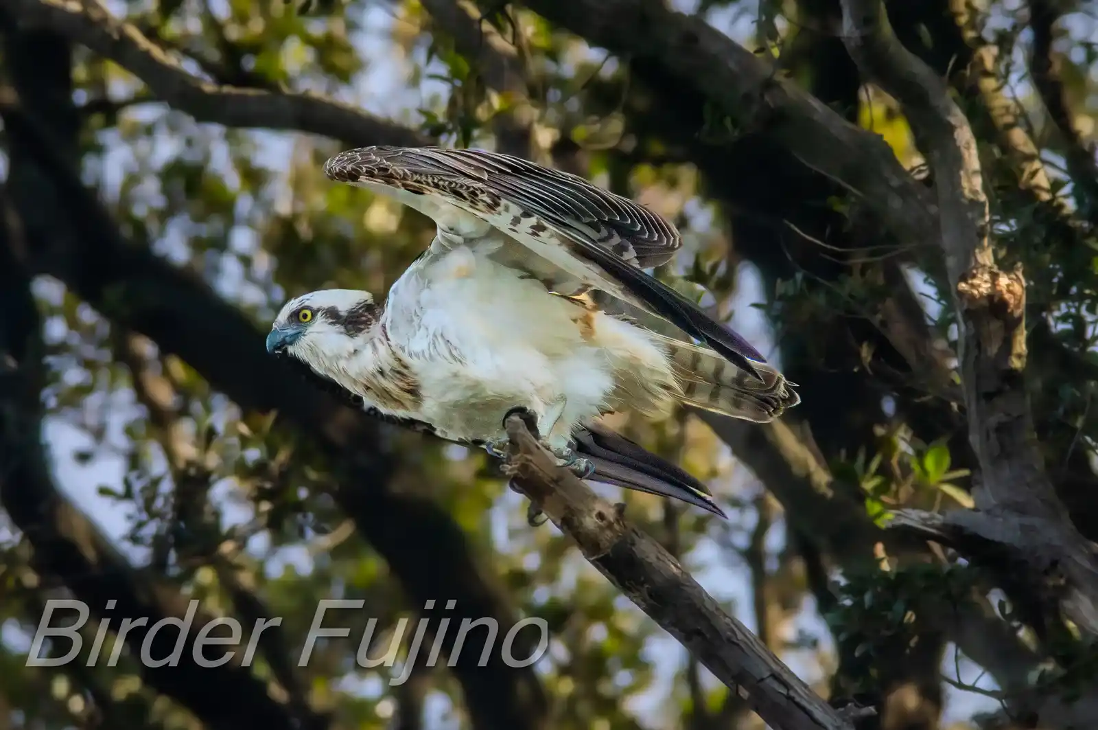 野鳥写真・ミサゴの写真