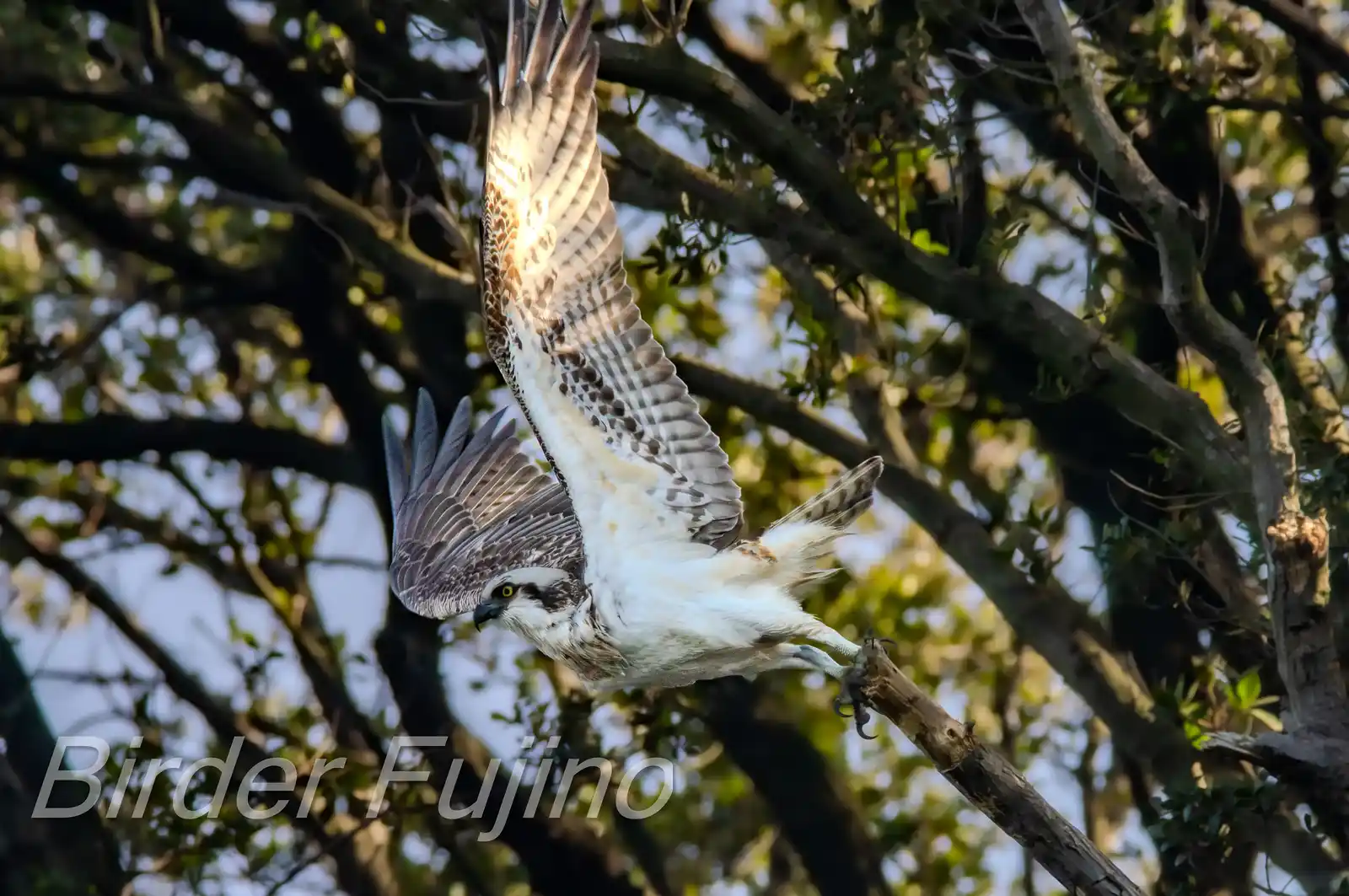 野鳥写真・ミサゴの写真