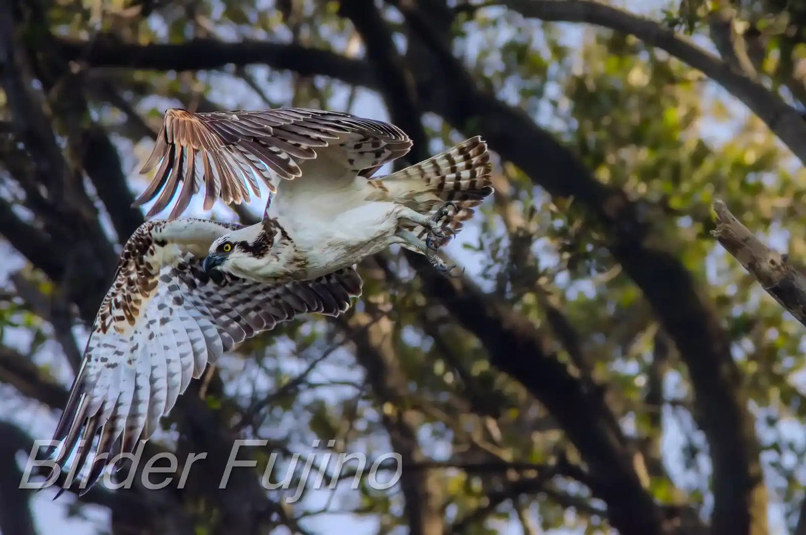 野鳥写真・ミサゴの写真