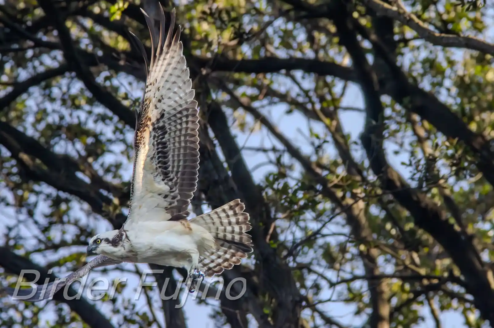 野鳥写真・ミサゴの写真