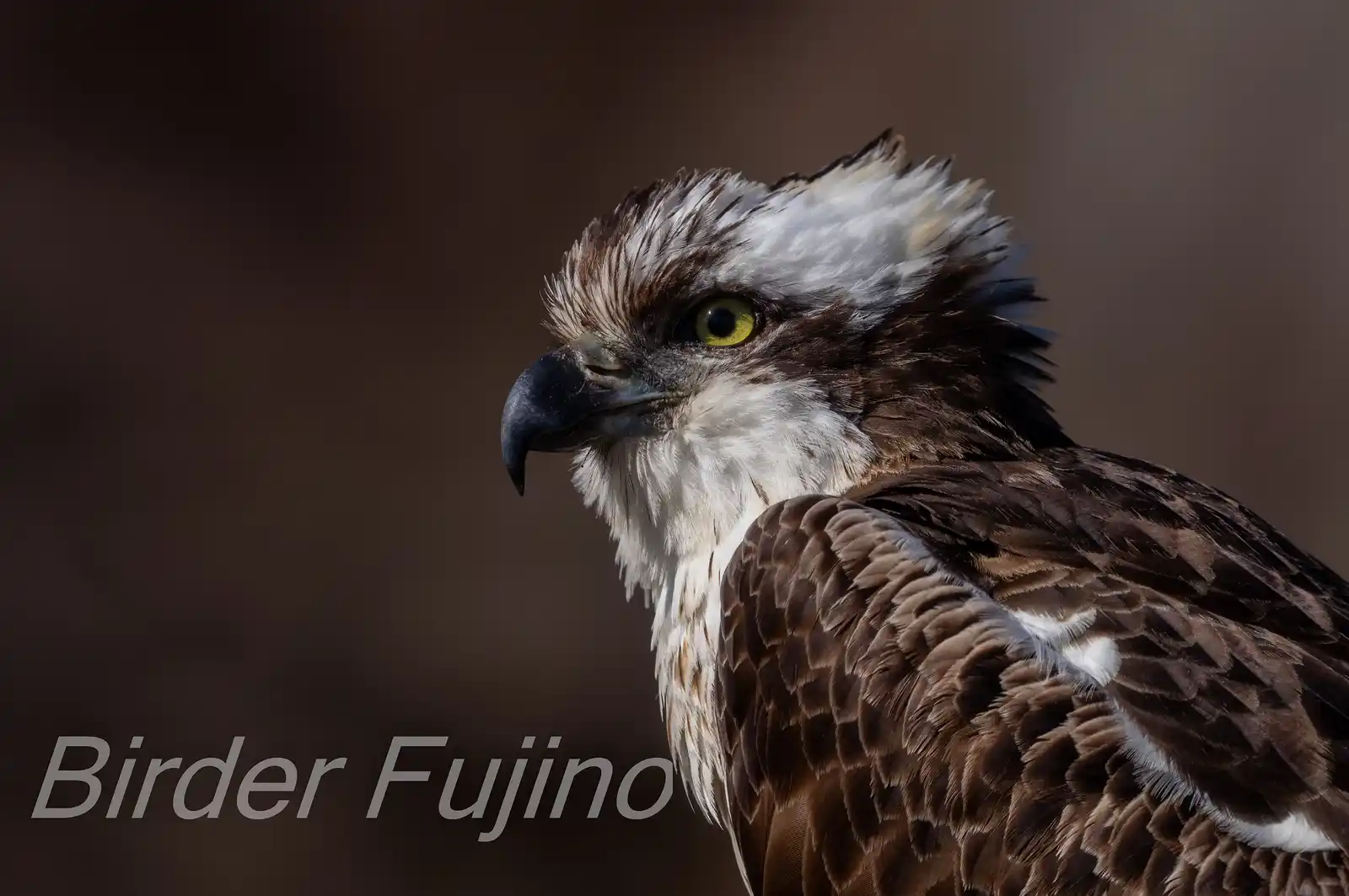 野鳥写真・ミサゴの写真