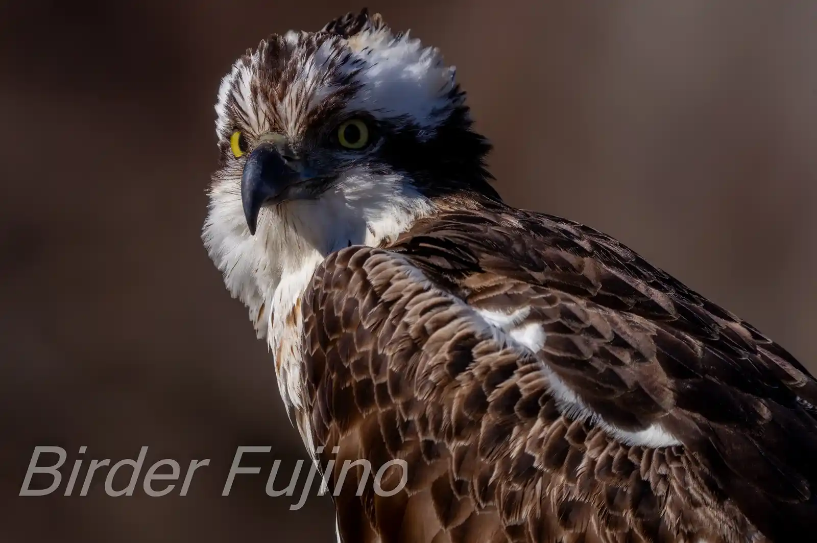 野鳥写真・ミサゴの写真