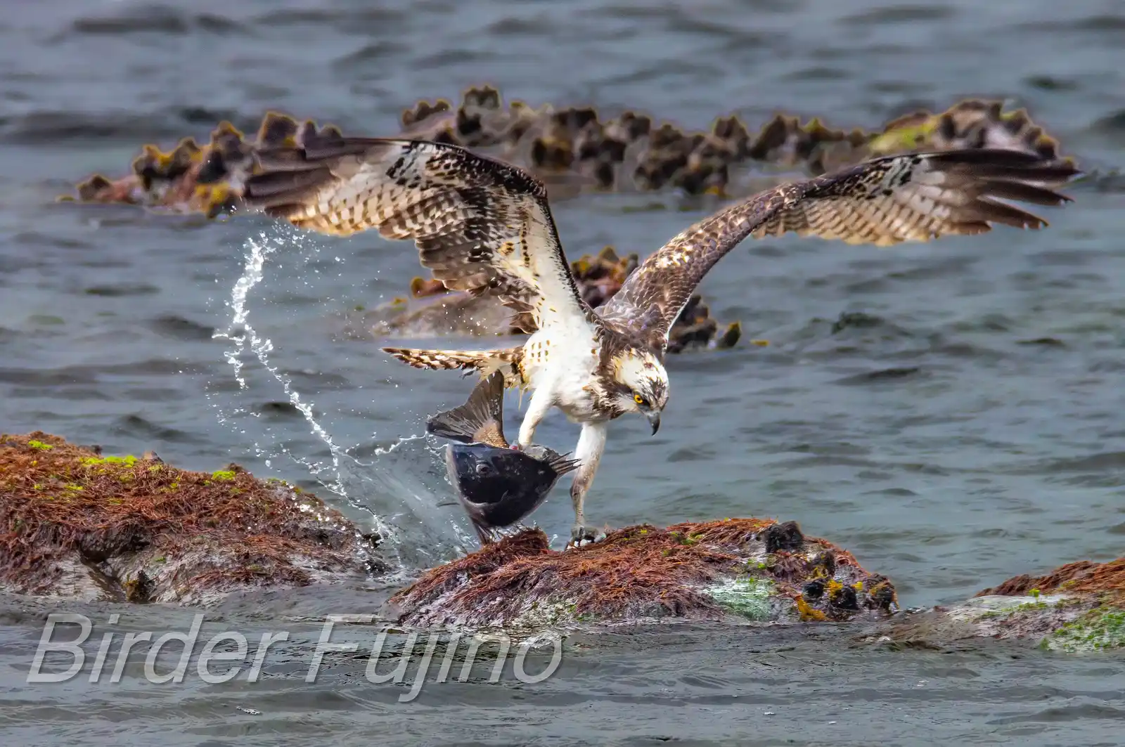 野鳥写真・ミサゴの写真