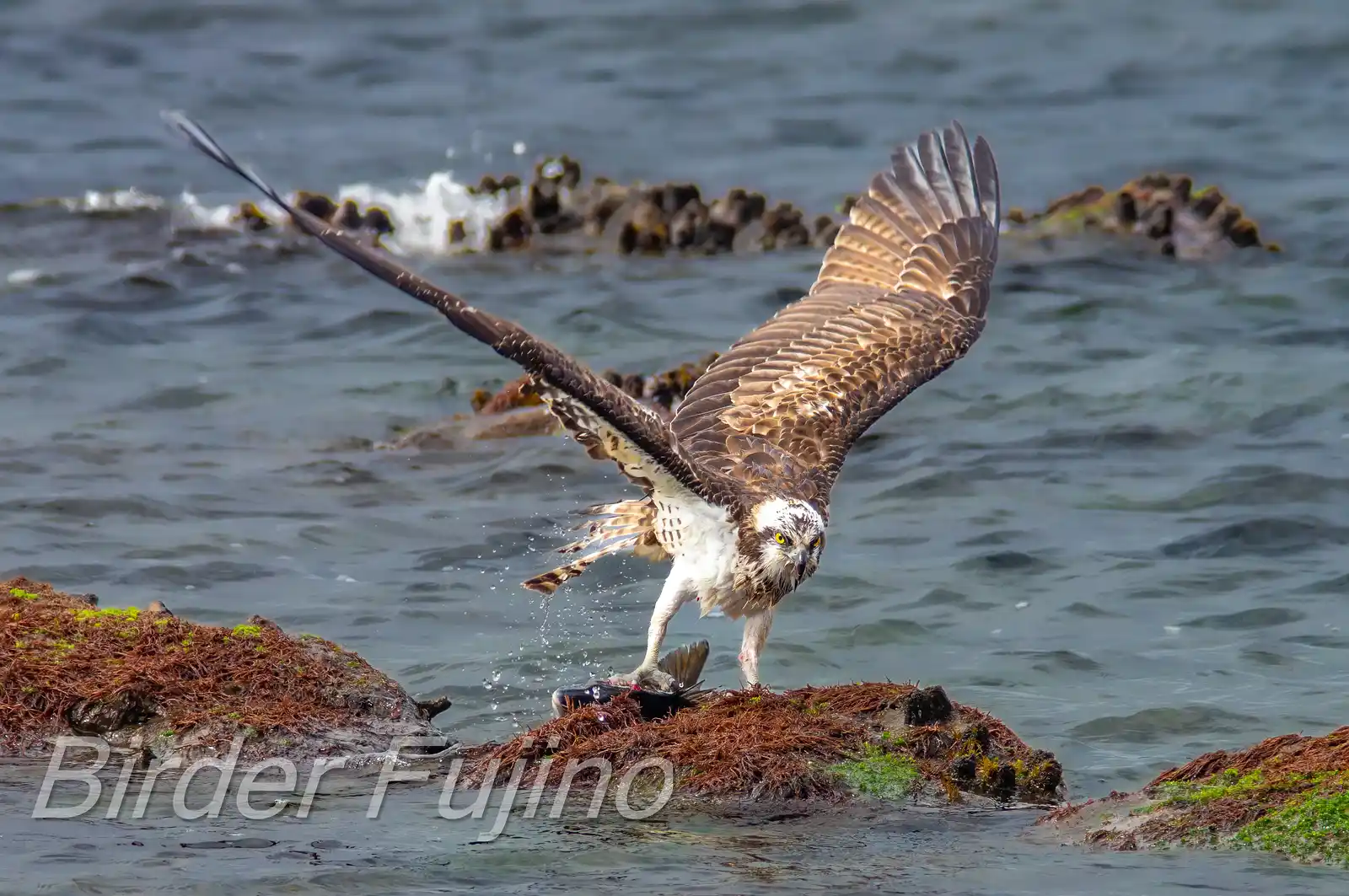 野鳥写真・ミサゴの写真