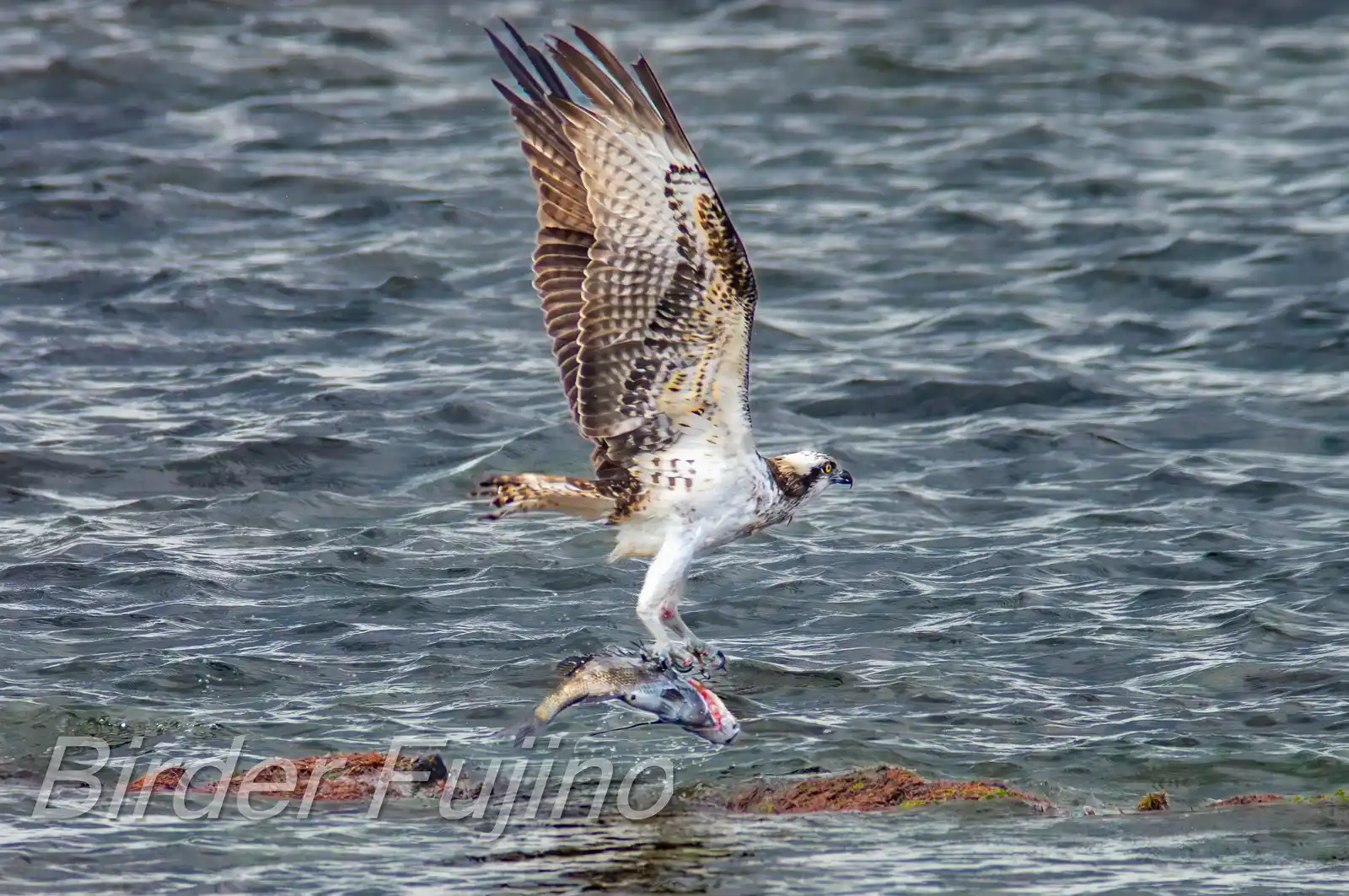 野鳥写真・ミサゴの写真