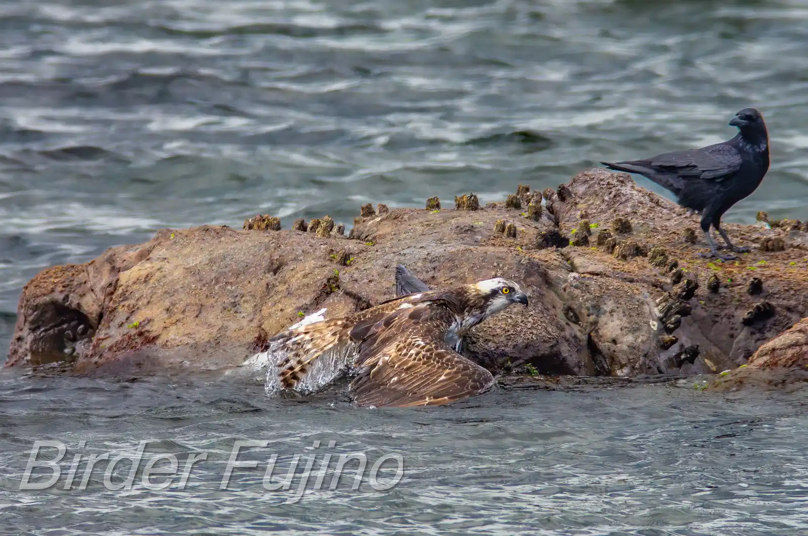 野鳥写真・ミサゴの写真