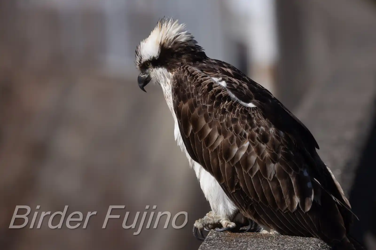 野鳥写真・ミサゴの写真