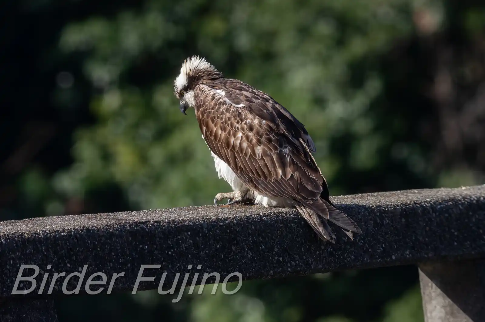 野鳥写真・ミサゴの写真