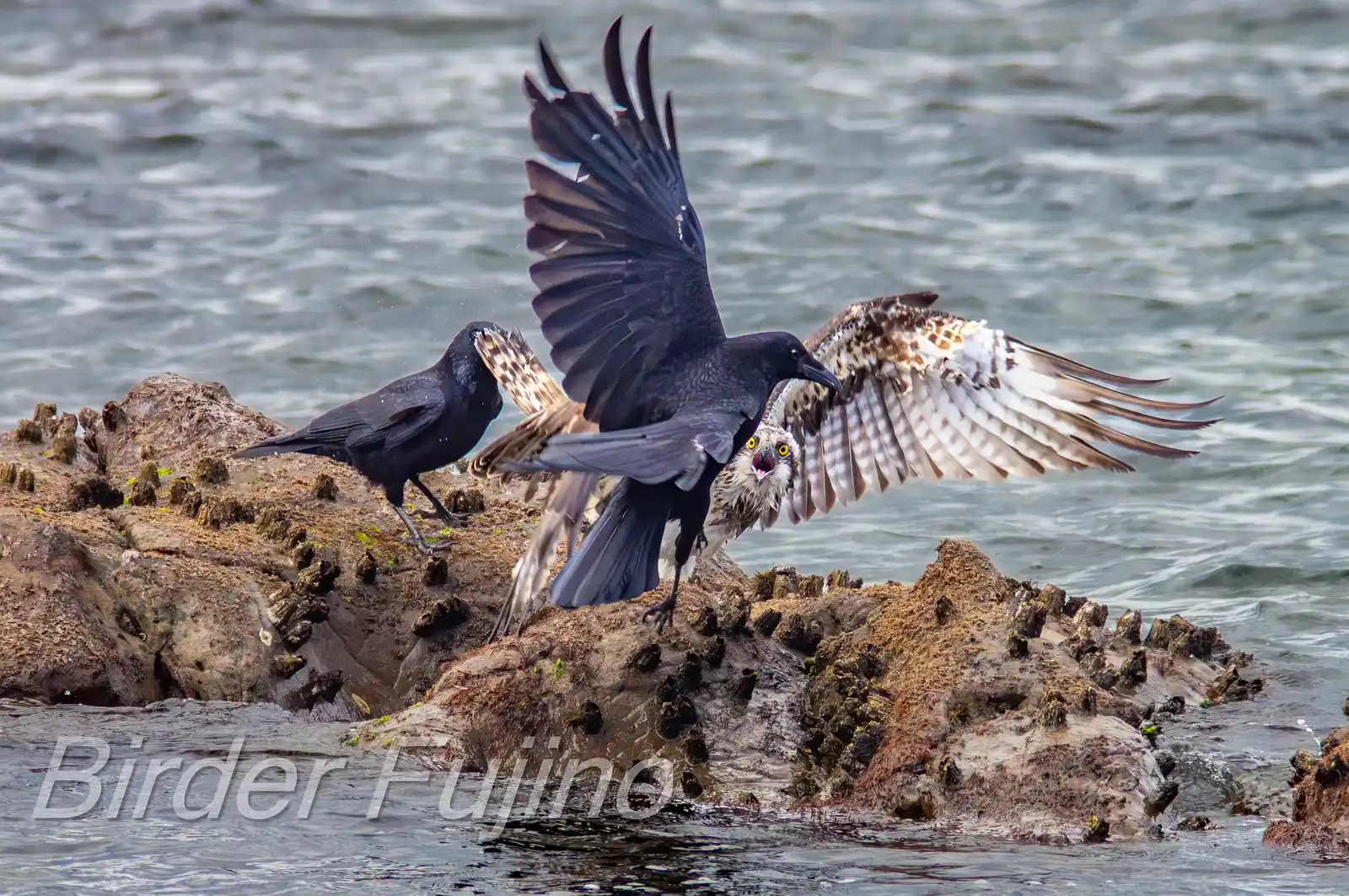 野鳥写真・ミサゴの写真