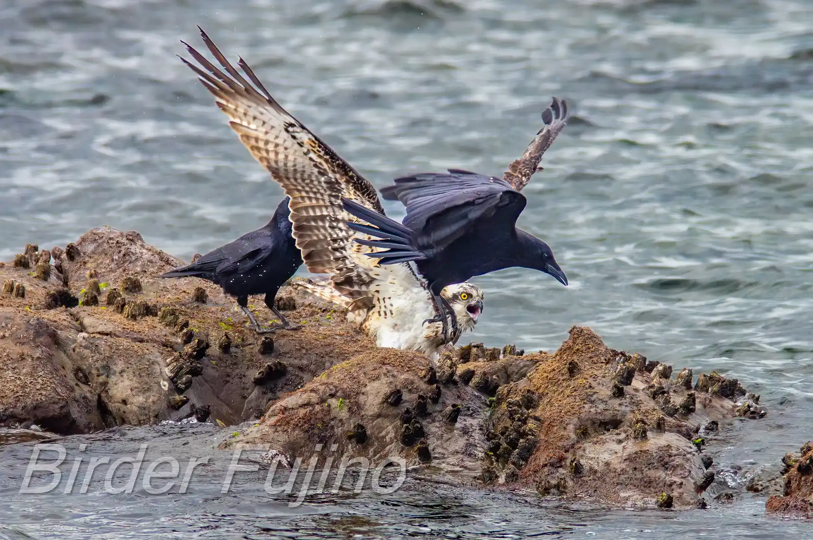 野鳥写真・ミサゴの写真