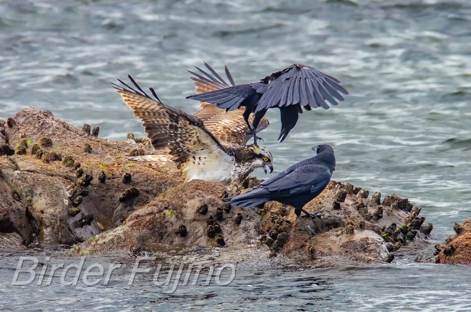 野鳥写真・ミサゴの写真