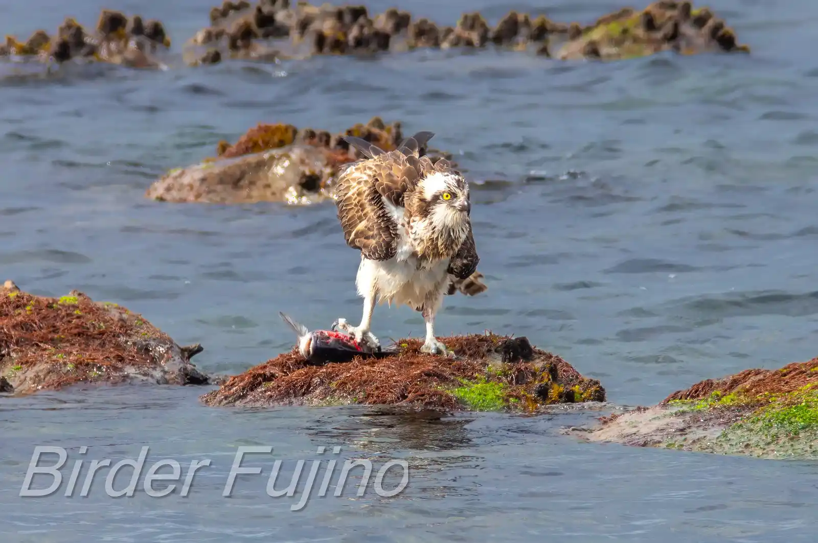 野鳥写真・ミサゴの写真