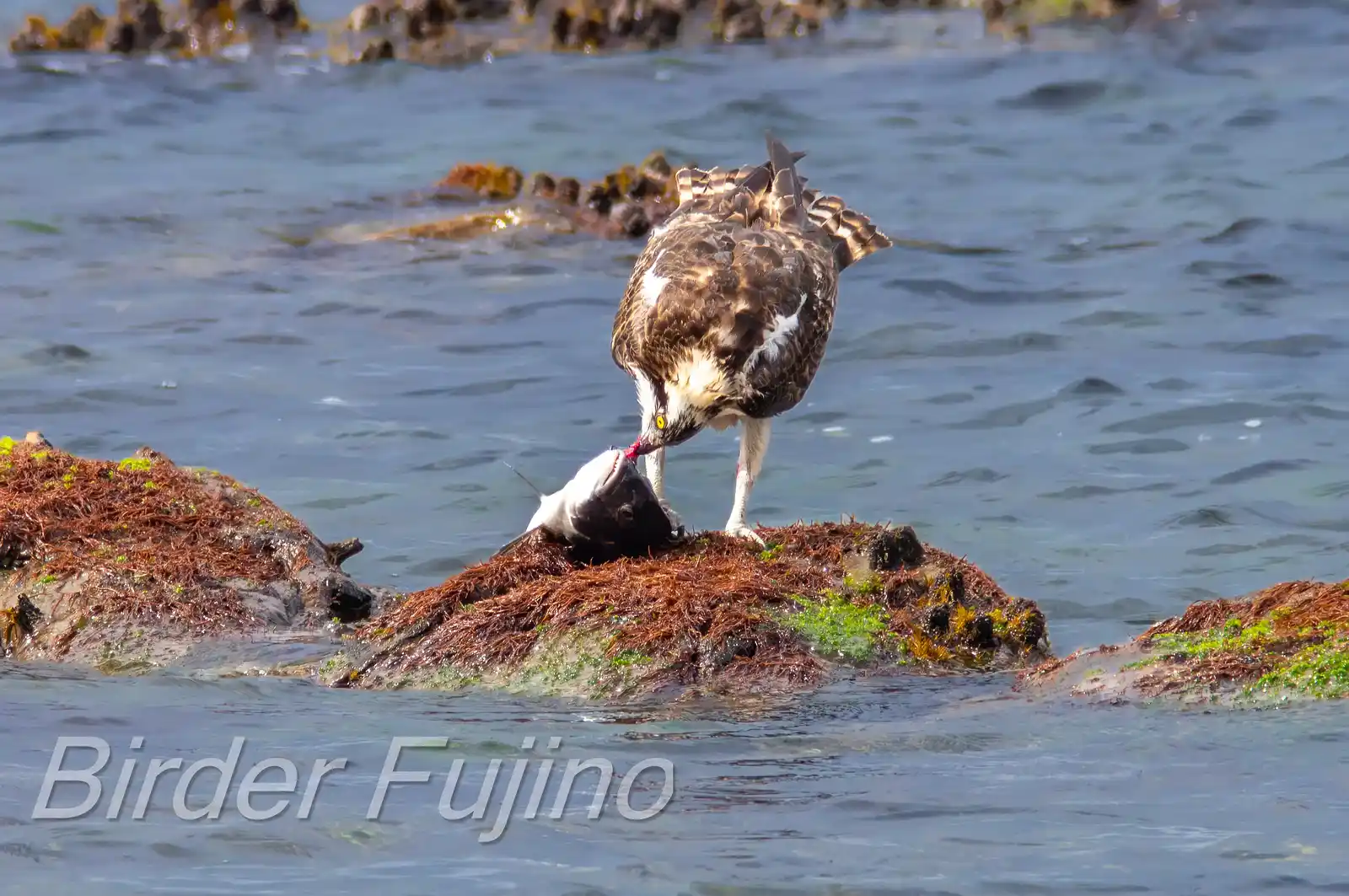 野鳥写真・ミサゴの写真