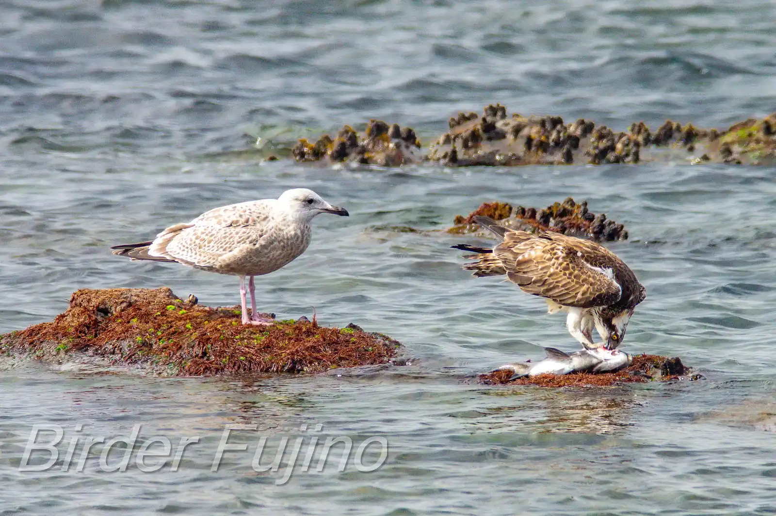 野鳥写真・ミサゴの写真