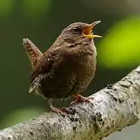 野鳥写真・ミソサザイ