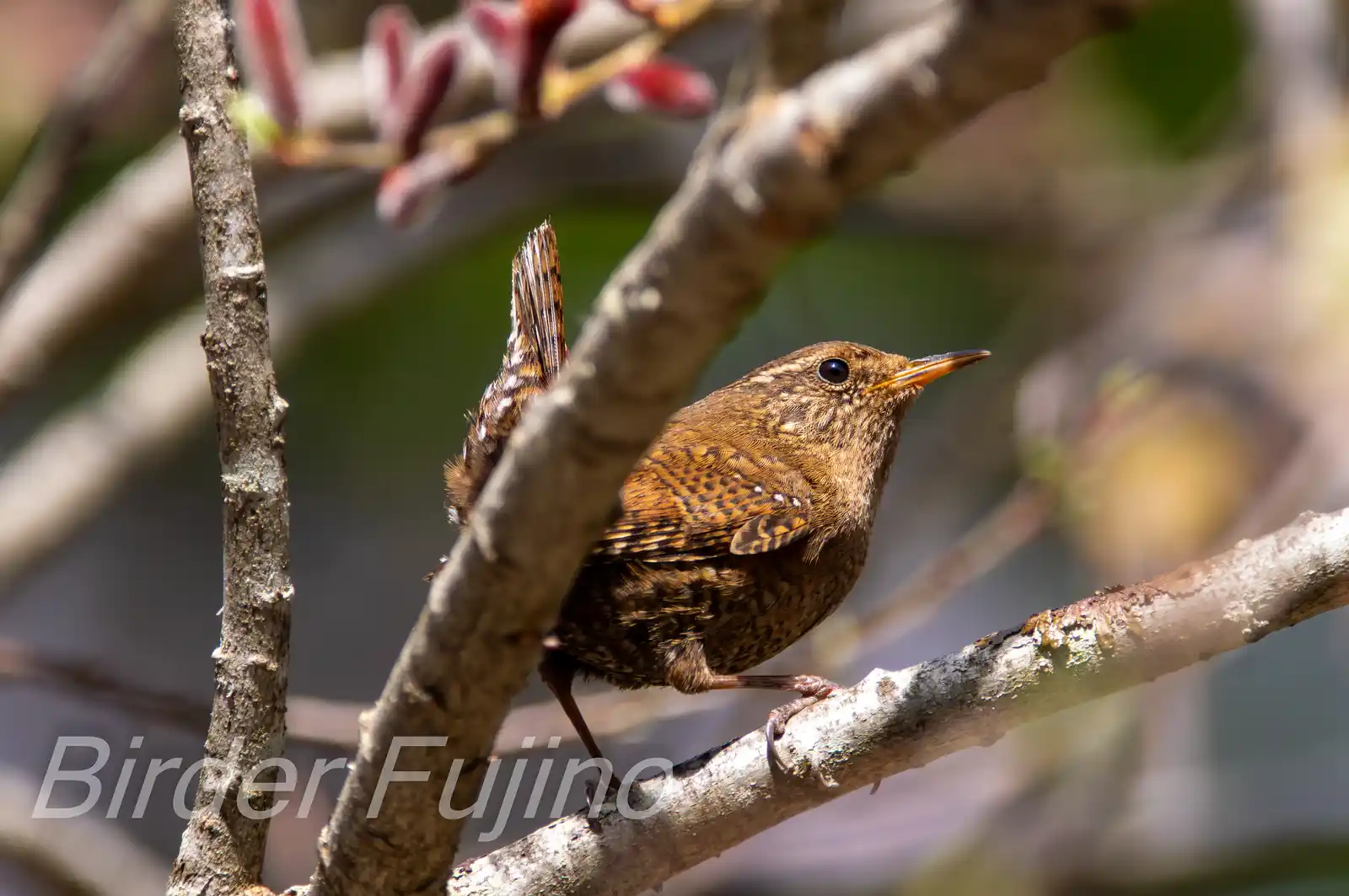 野鳥写真・ミソサザイの写真