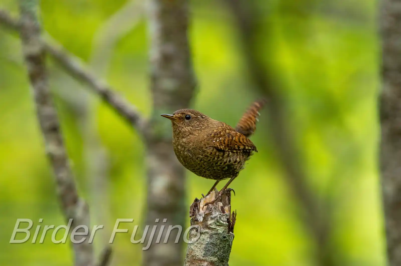 野鳥写真・ミソサザイの写真
