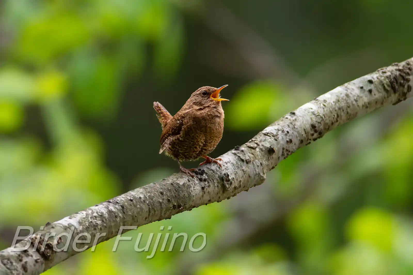 野鳥写真・ミソサザイの写真