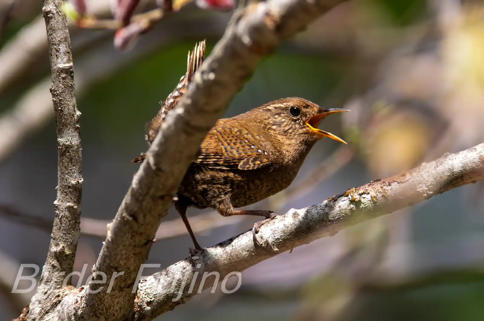 野鳥写真・ミソサザイの写真