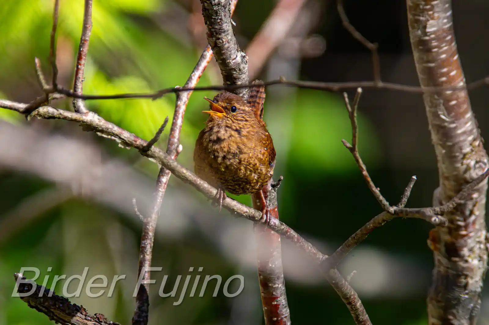 野鳥写真・ミソサザイの写真