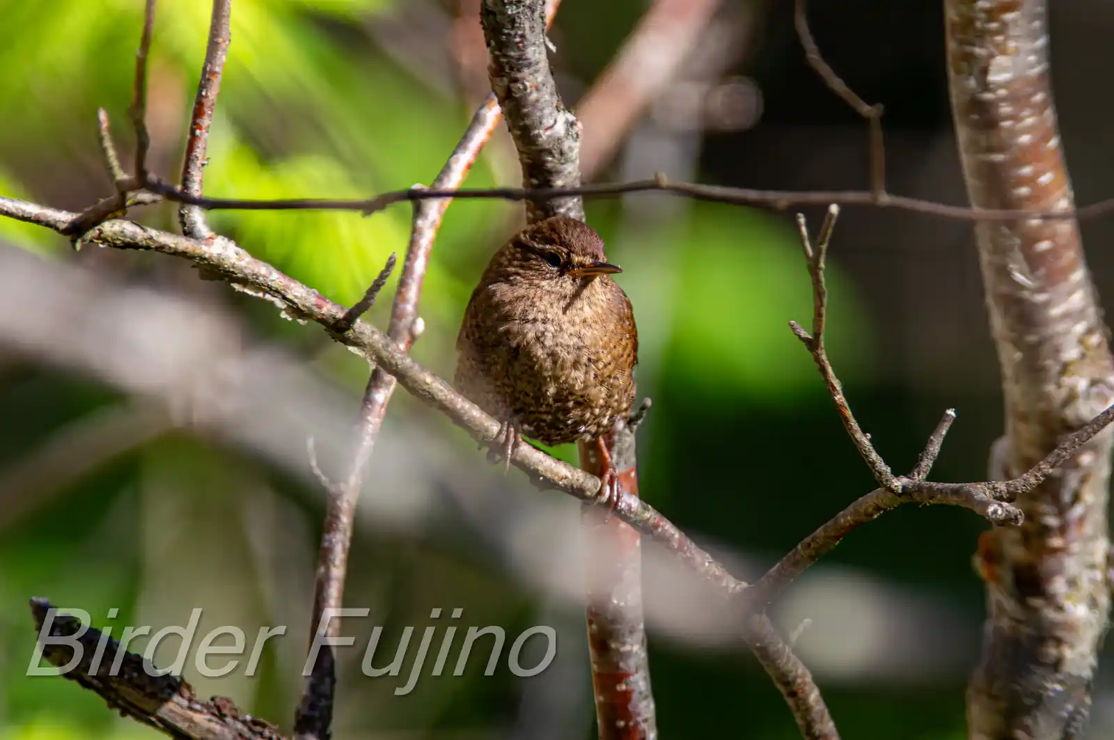 野鳥写真・ミソサザイの写真