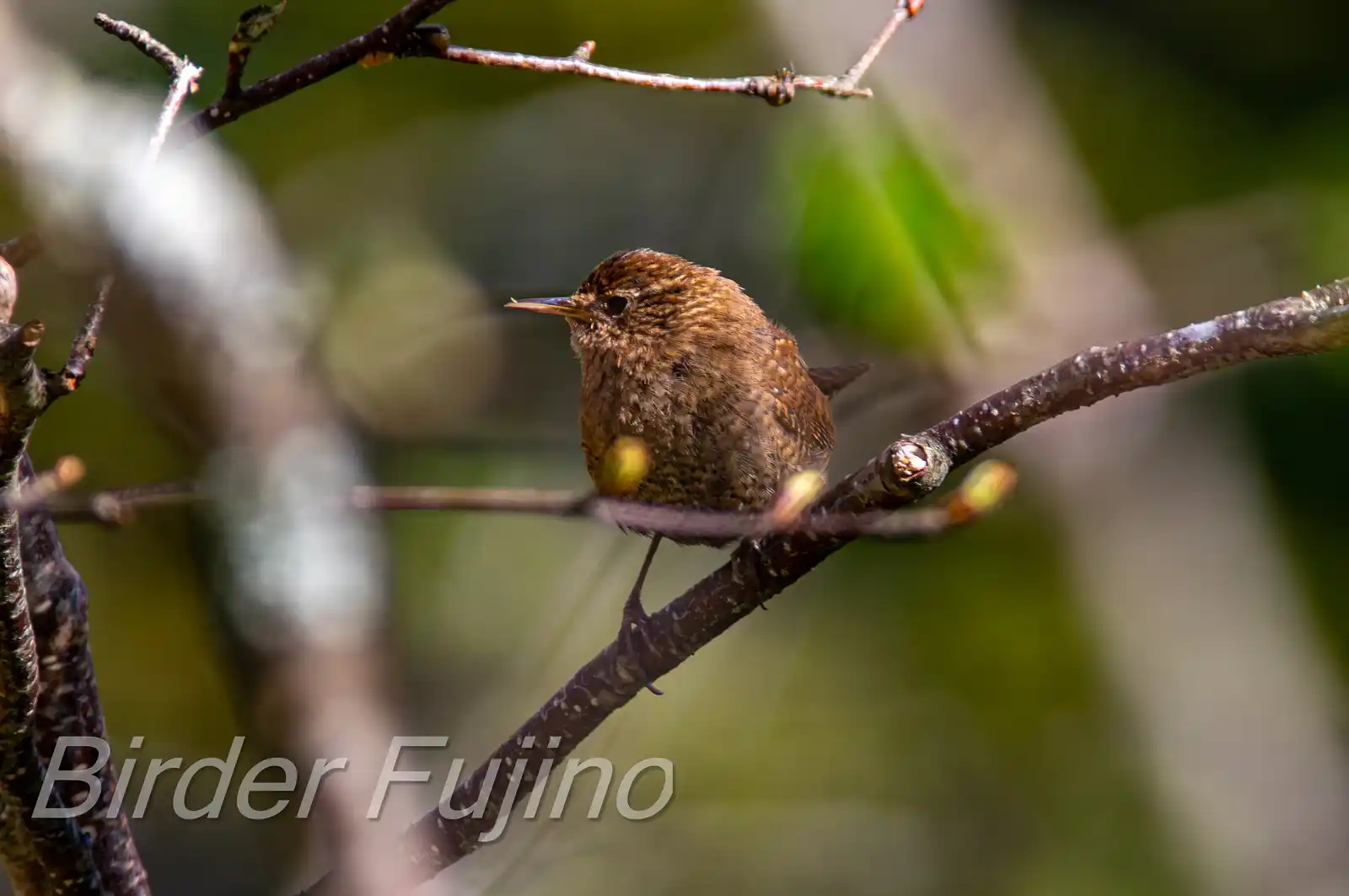 野鳥写真・ミソサザイの写真