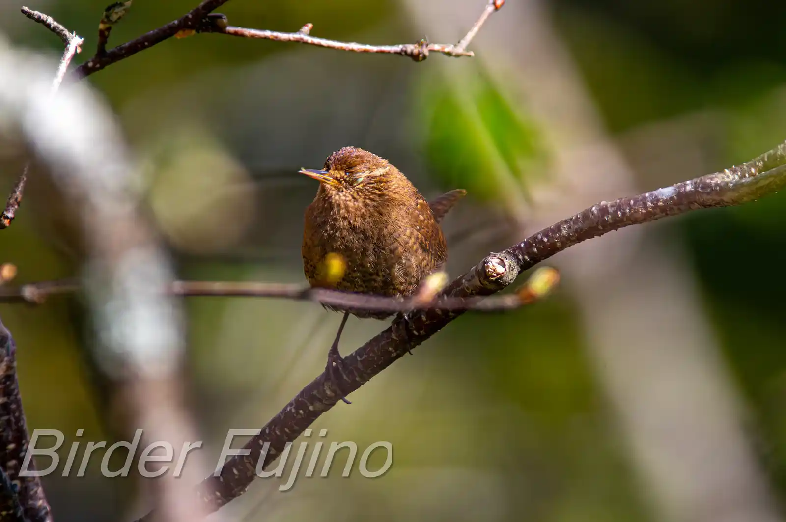 野鳥写真・ミソサザイの写真