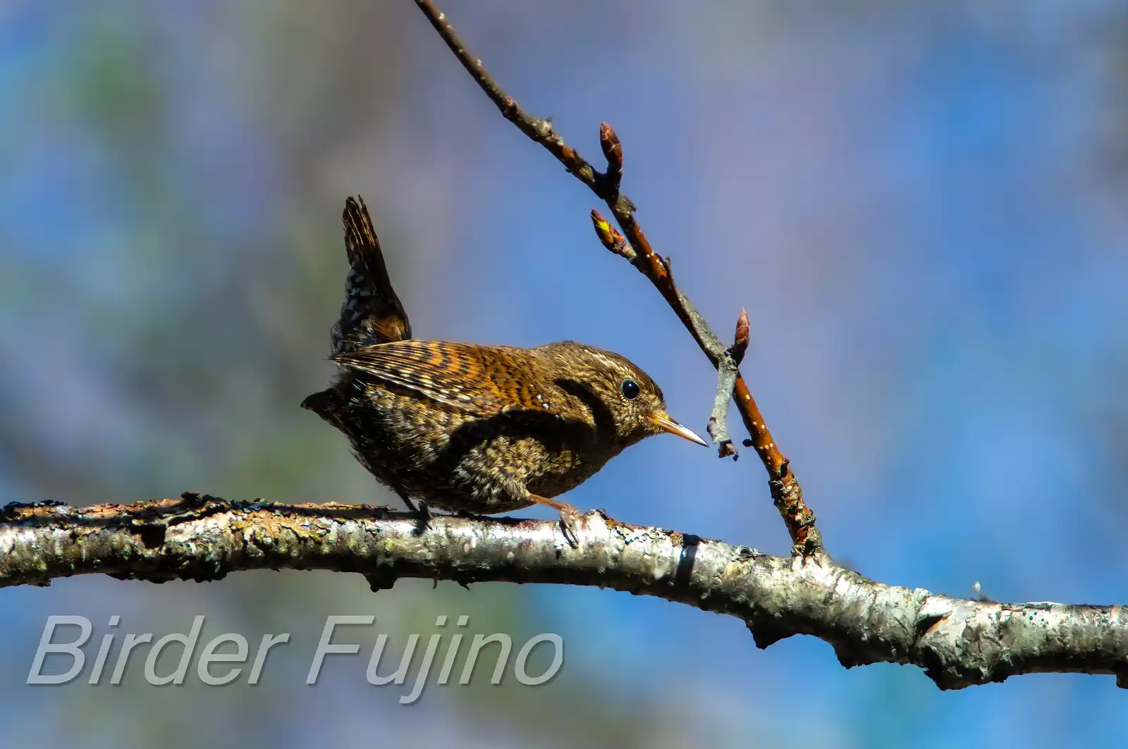 野鳥写真・ミソサザイの写真