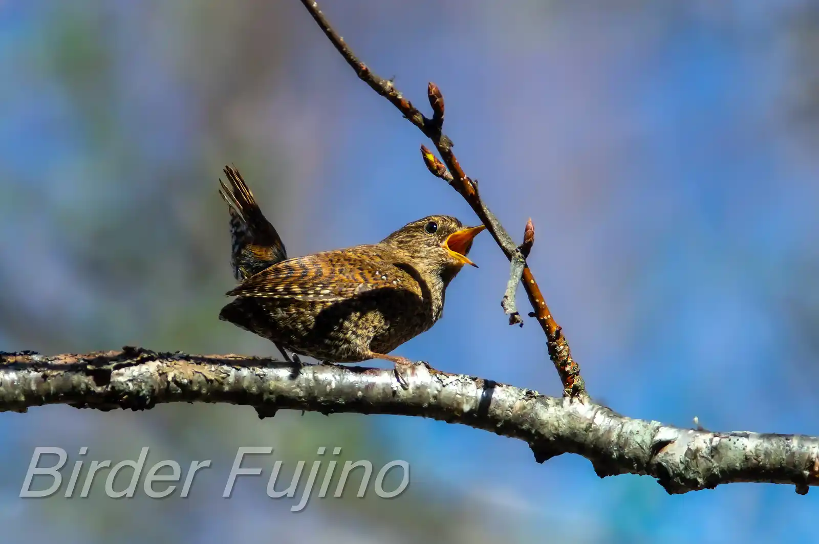 野鳥写真・ミソサザイの写真