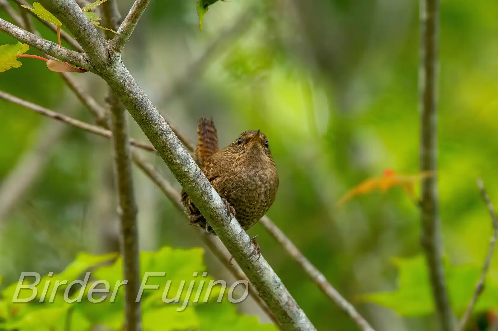 野鳥写真・ミソサザイの写真