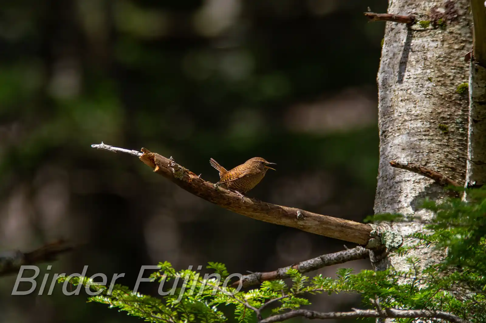 野鳥写真・ミソサザイの写真