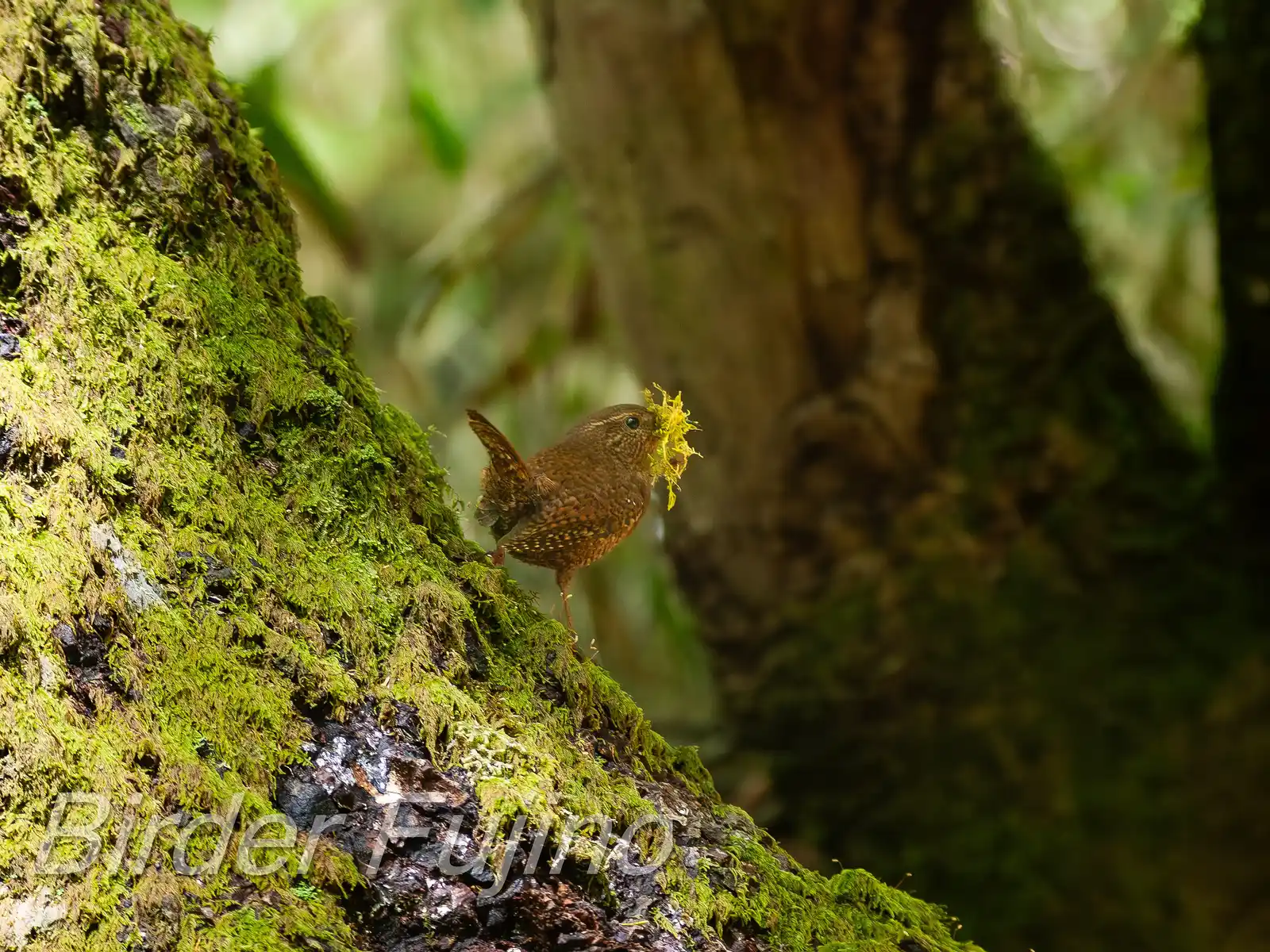 野鳥写真・ミソサザイの写真