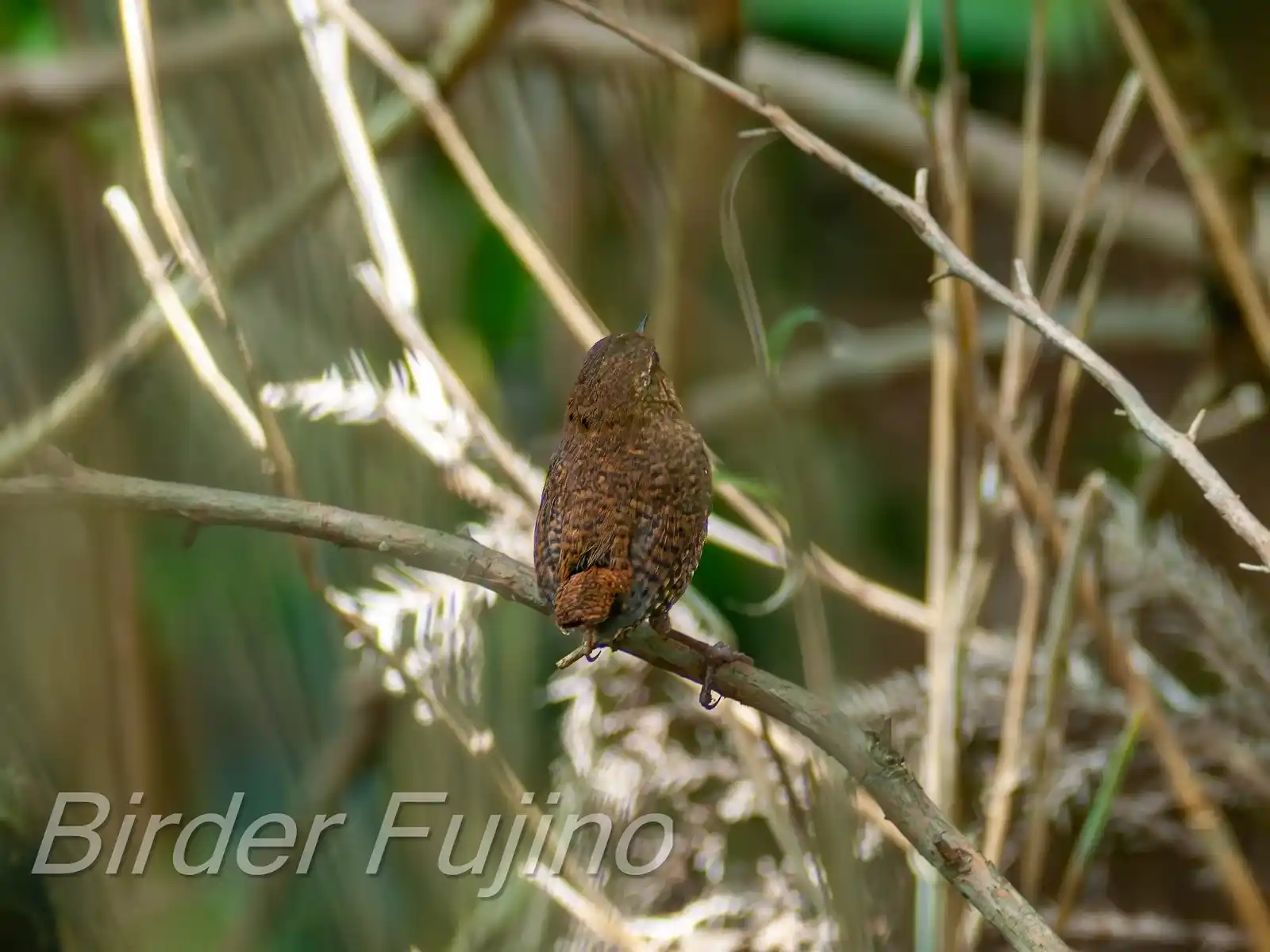 野鳥写真・ミソサザイの写真