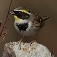 野鳥写真・ミヤマホオジロ