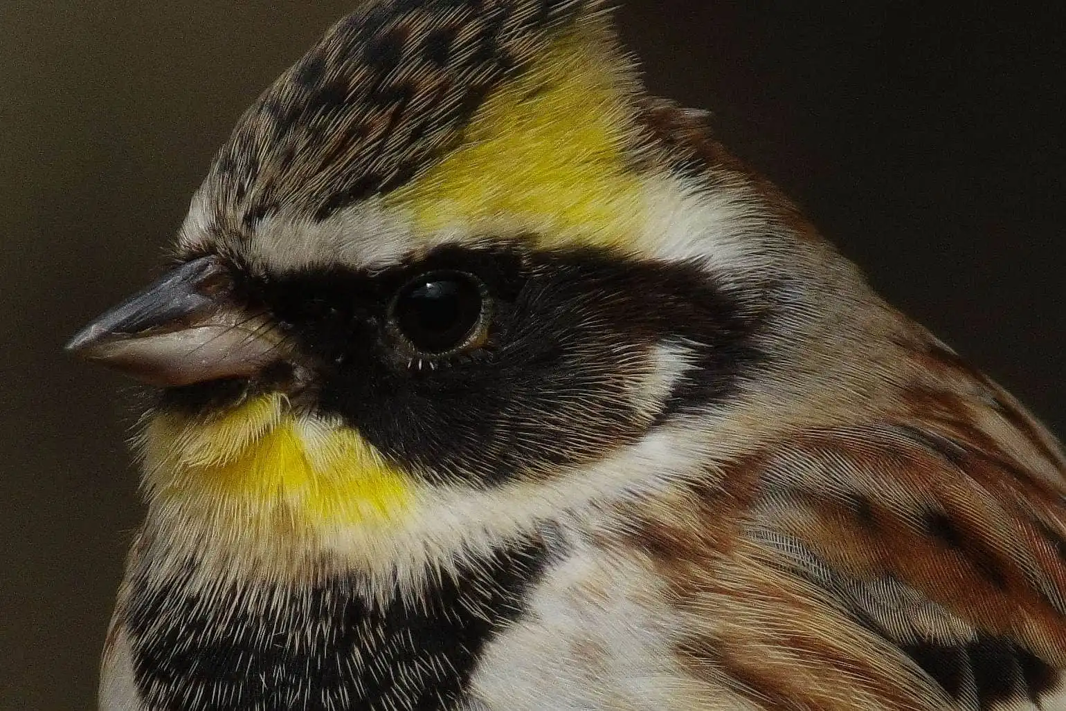 野鳥写真・ミヤマホオジロの写真