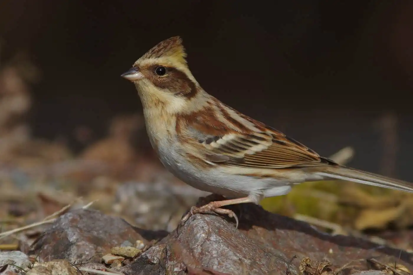 野鳥写真・ミヤマホオジロの写真