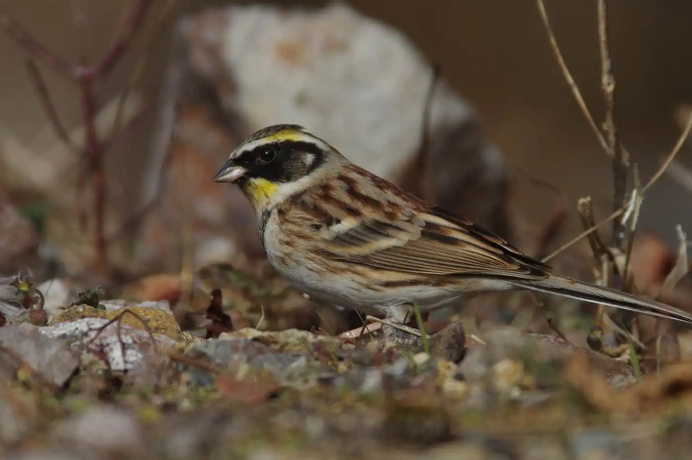 野鳥写真・ミヤマホオジロの写真