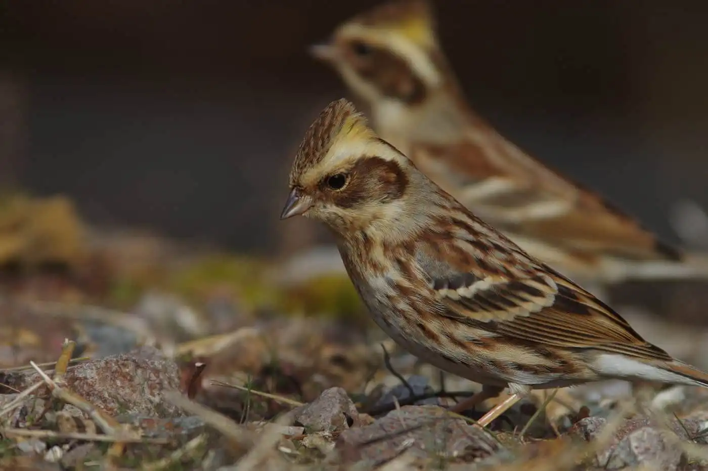 野鳥写真・ミヤマホオジロの写真