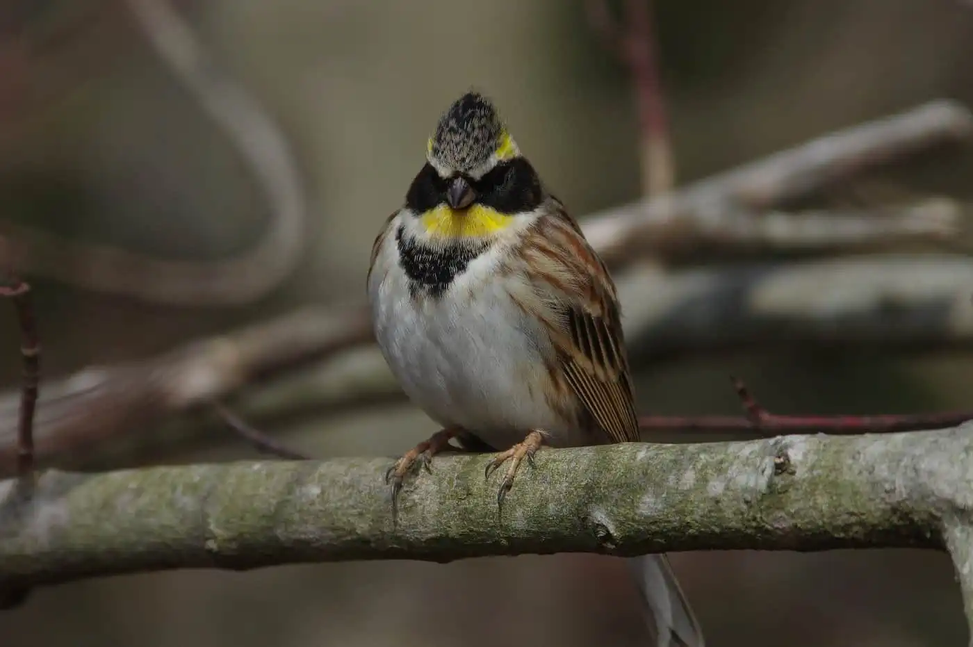 野鳥写真・ミヤマホオジロの写真