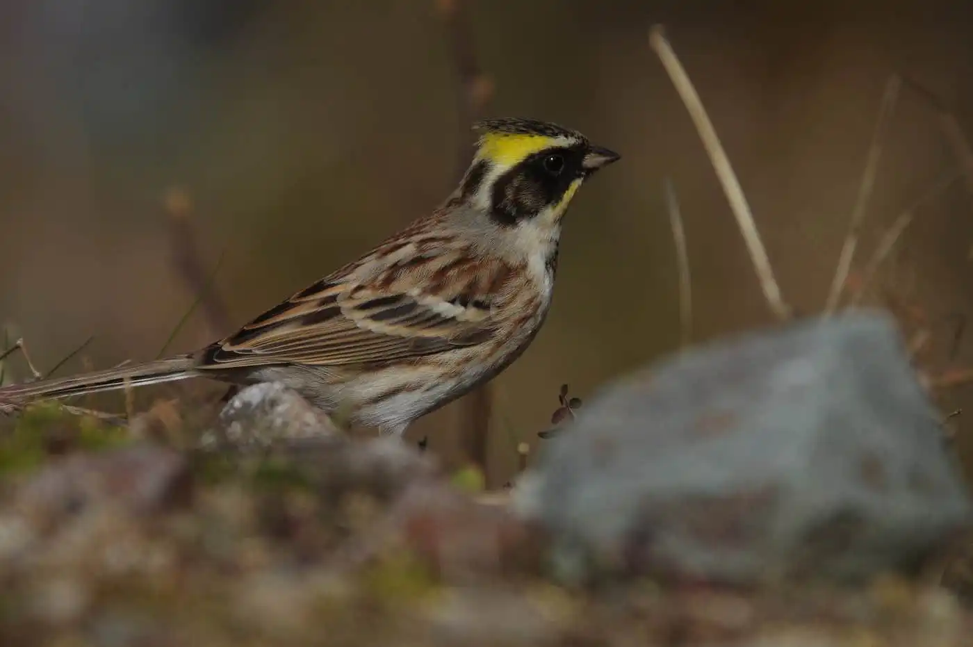 野鳥写真・ミヤマホオジロの写真