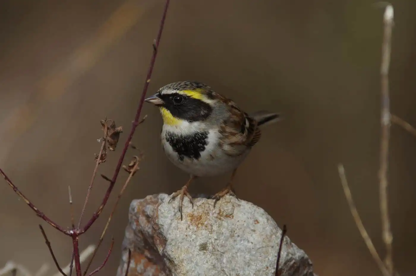野鳥写真・ミヤマホオジロの写真