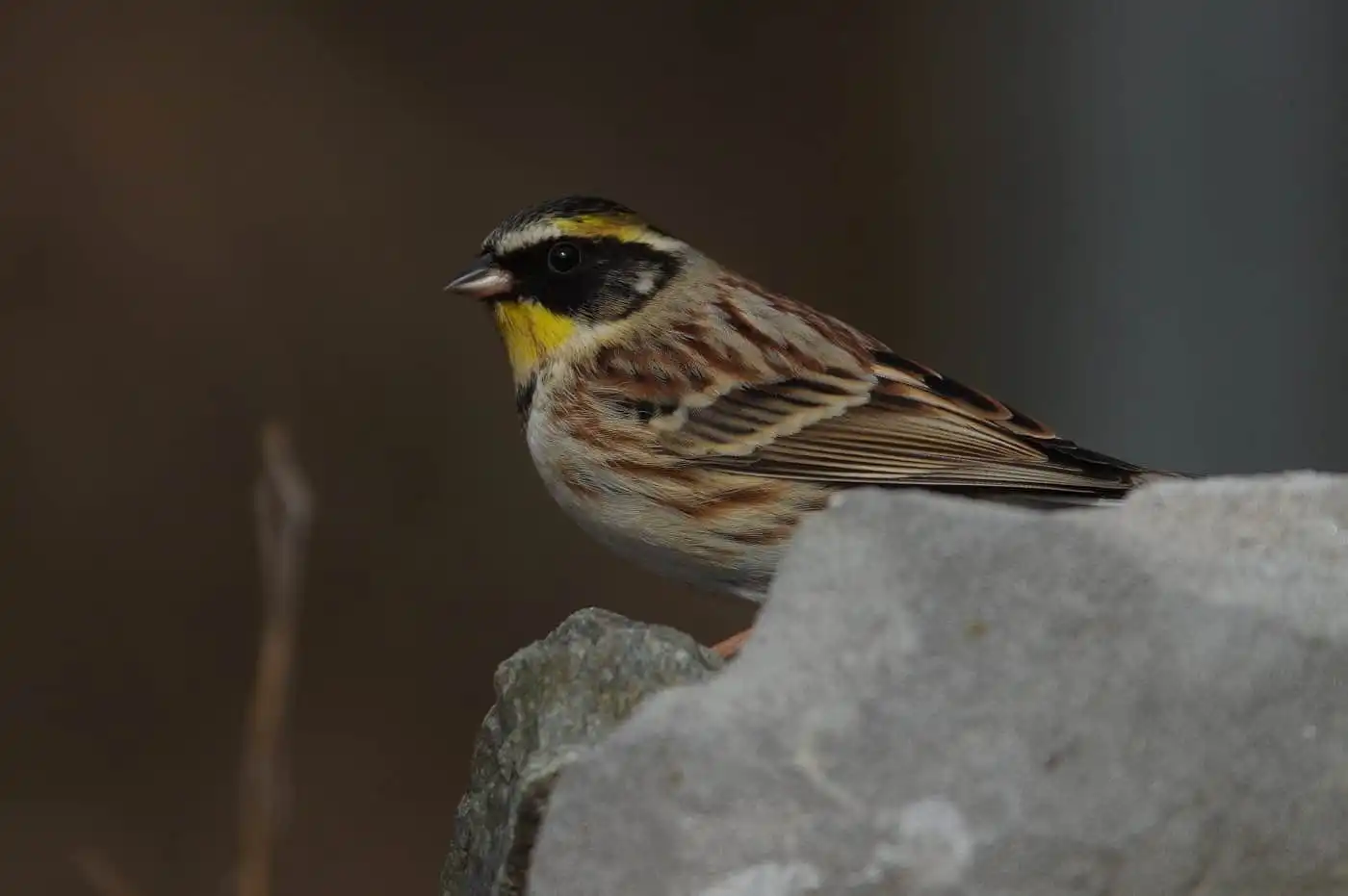 野鳥写真・ミヤマホオジロの写真